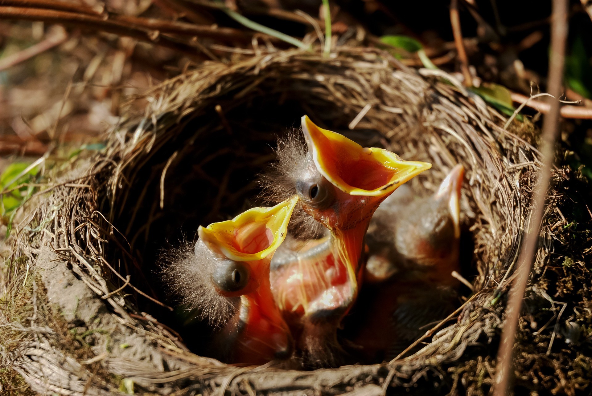 Vogel-Küken im Nest fordern Futter. So ähnlich reagieren manche Pflichtteils-Berechtigte auf ein Berliner Testament.