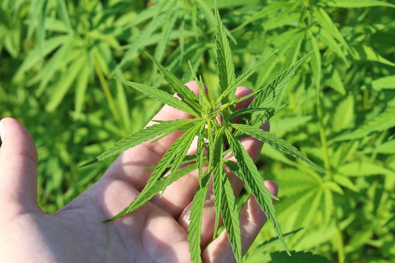 Ein Mann prüft eine Cannabis-Pflanze. Drogenkonsum am Arbeitsplatz kann zu Abmahnung und Kündigung führen.